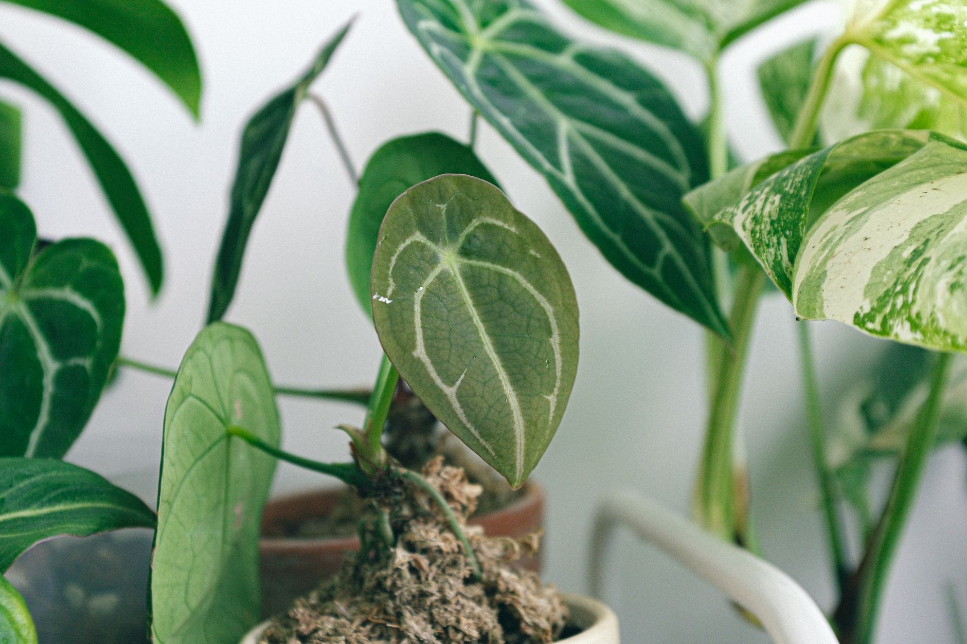 Anthurium delta force pestované v interiéri