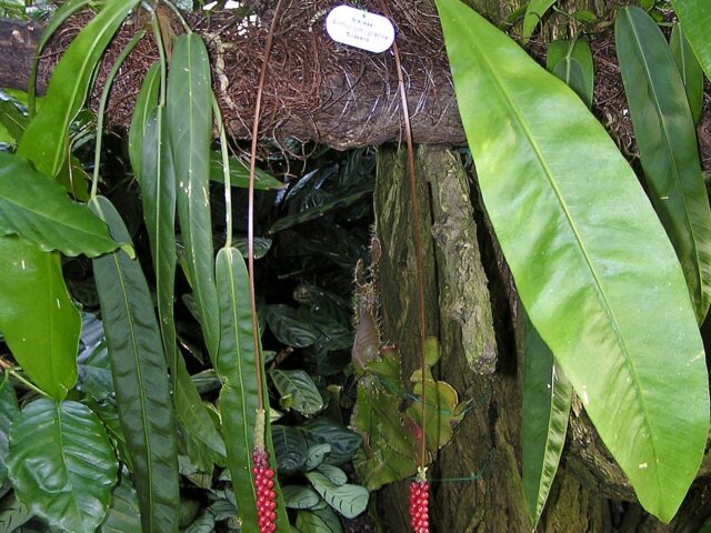 Anthurium gracile pestovanie v interiéri pri rozptýlenom svetle