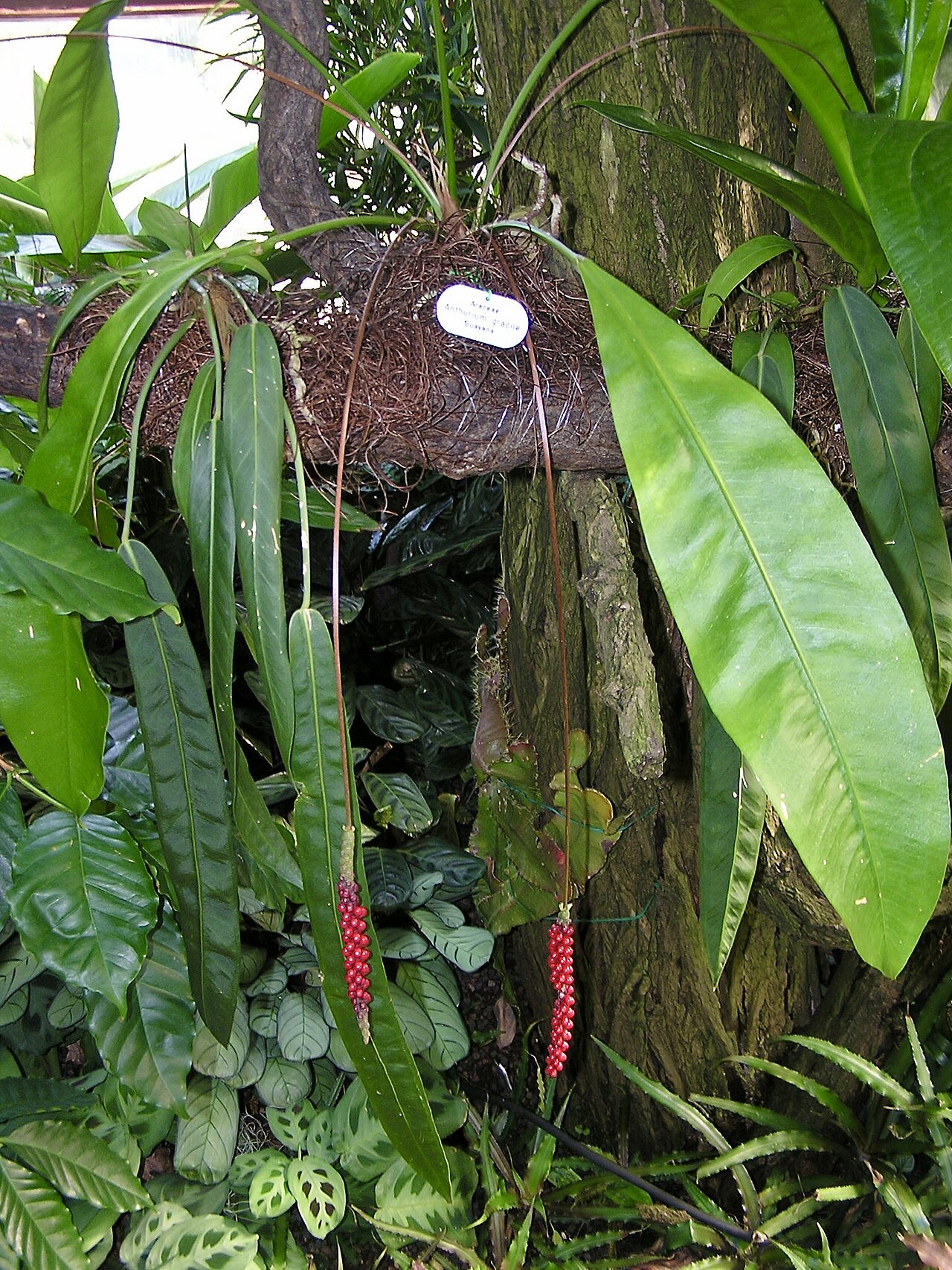 Anthurium gracile pestovanie v interiéri pri rozptýlenom svetle