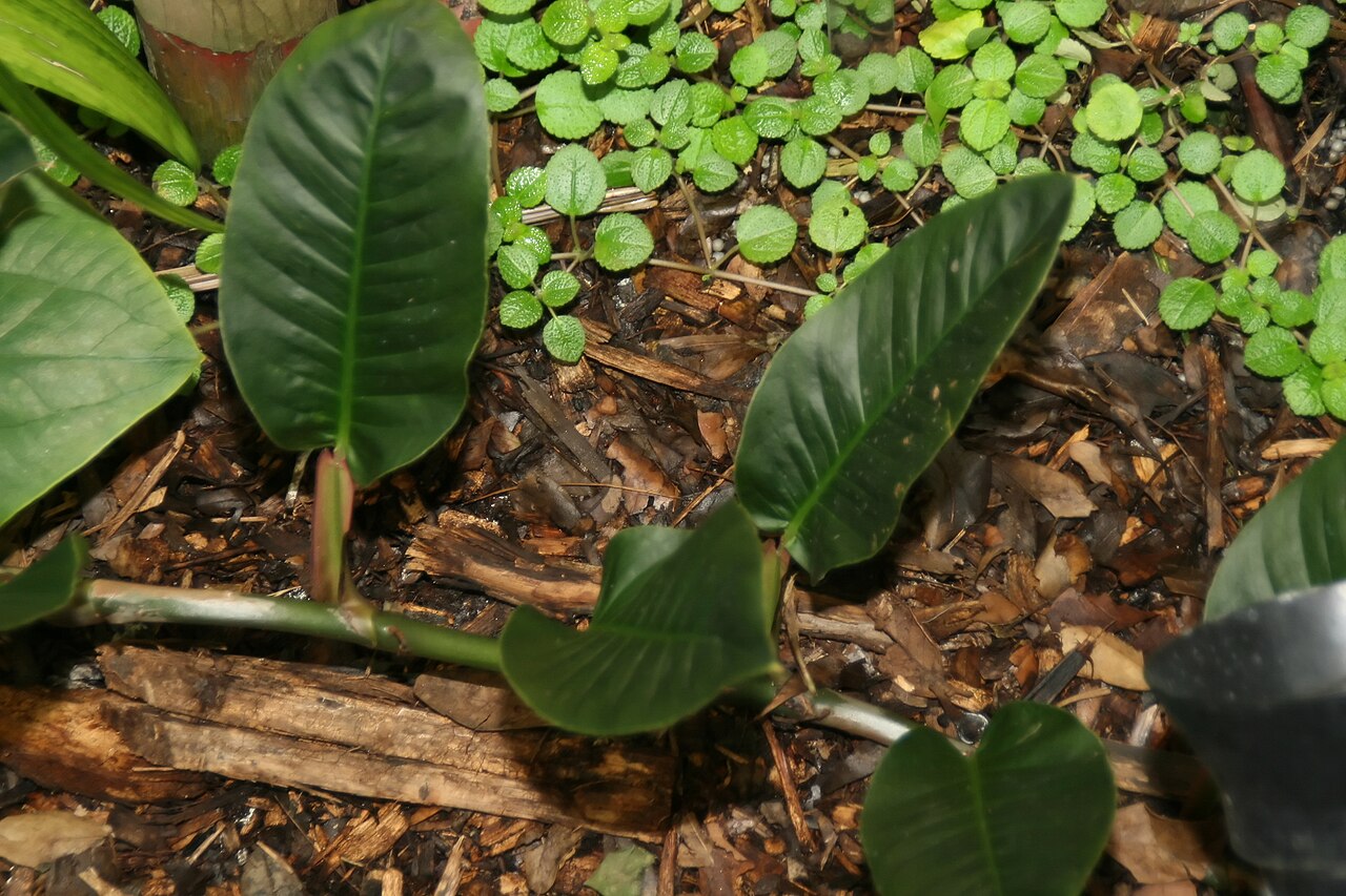 Detail úzkych tmavozelených listov Anthurium gracile