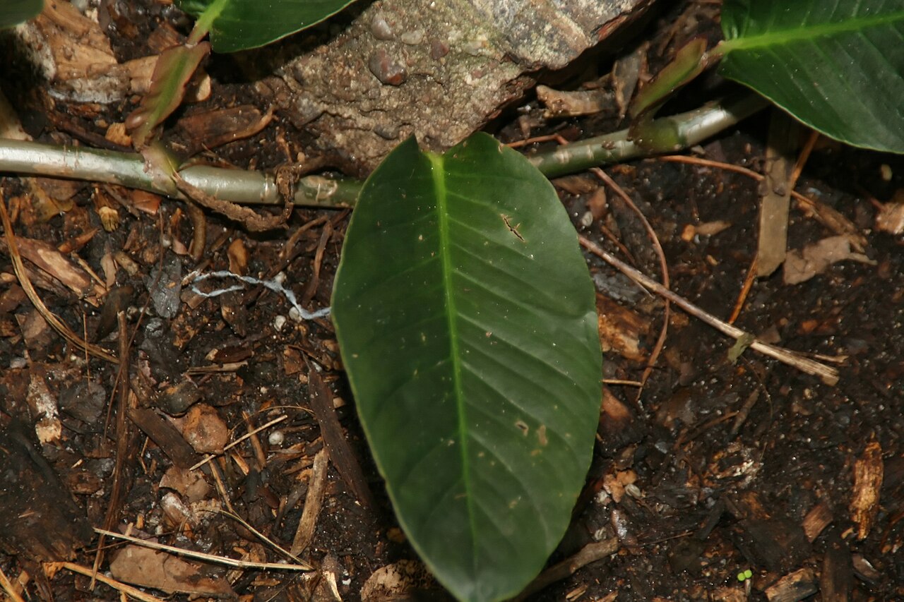 Anthurium gracile v tropickom aranžmáne