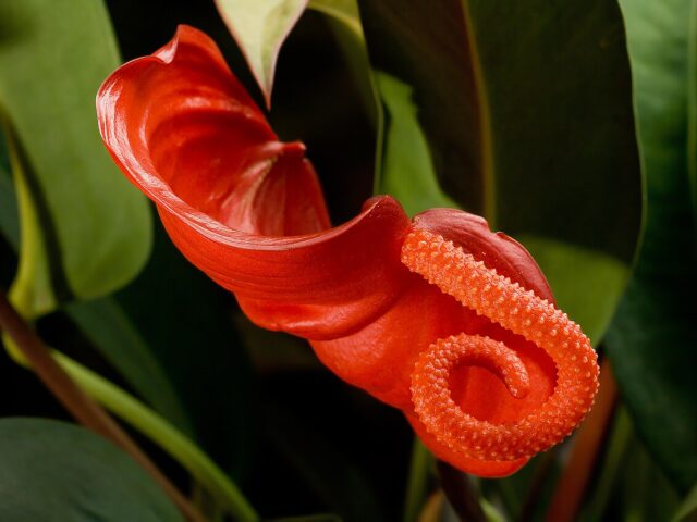 Starostlivosť o Anthurium scherzerianum v interiéri