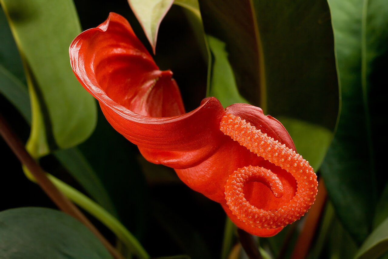 Starostlivosť o Anthurium scherzerianum v interiéri