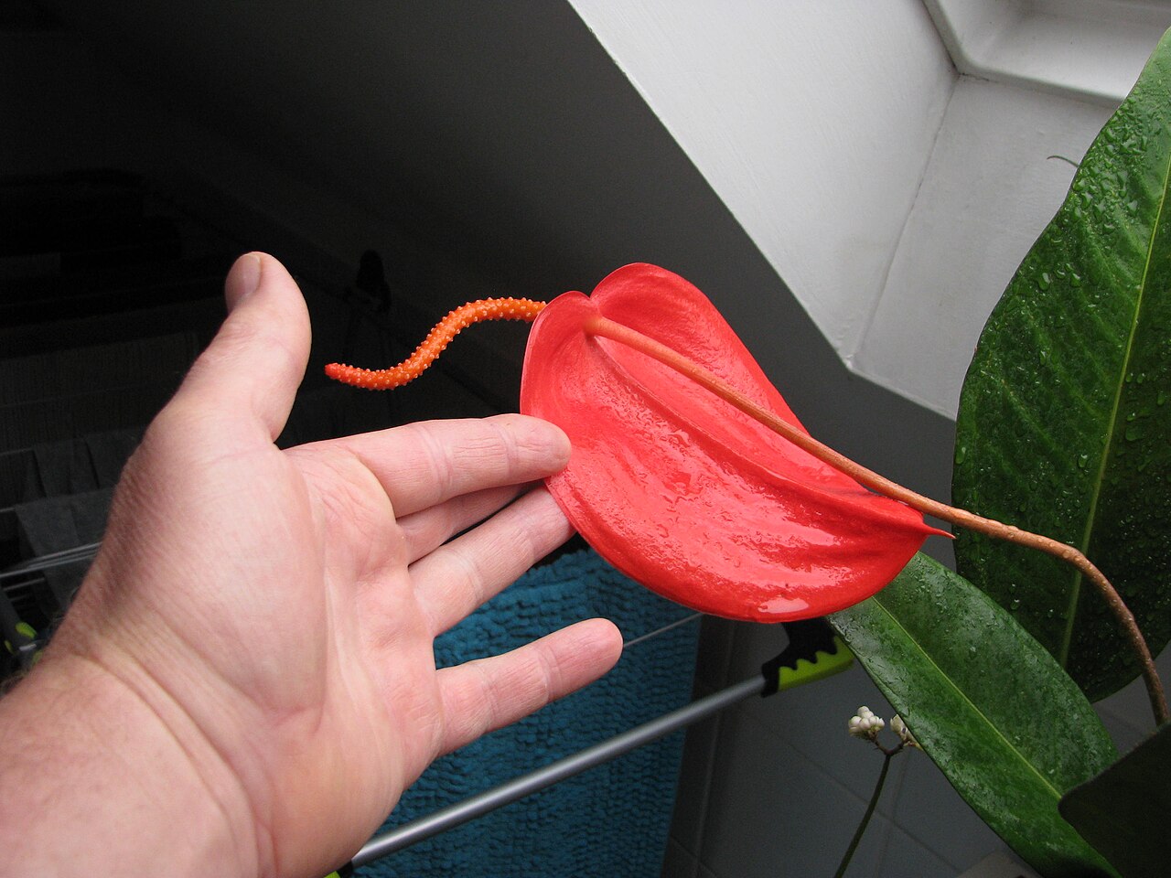 Detail listov a kvetenstva Anthurium scherzerianum