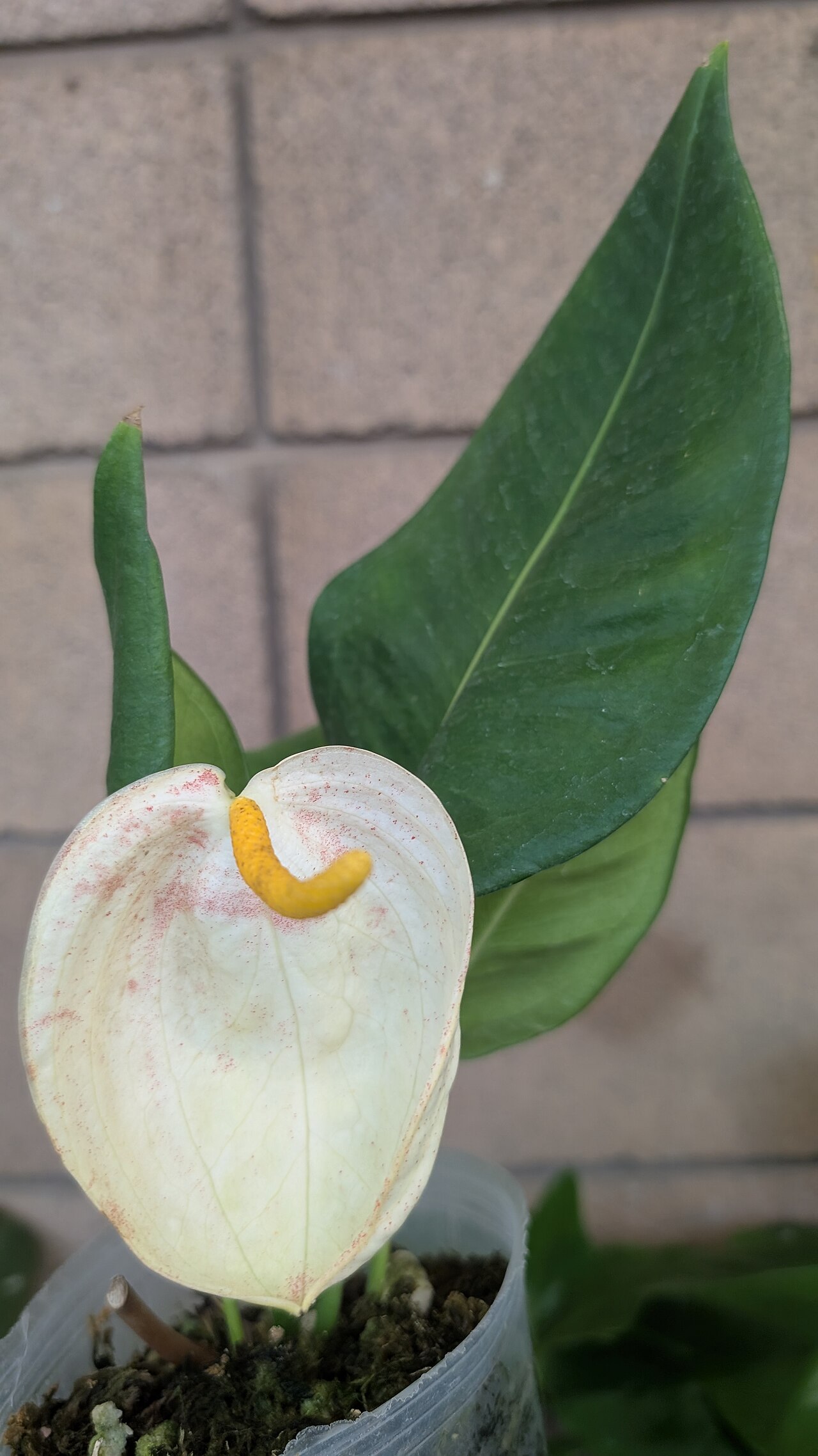 Anthurium scherzerianum ako izbová rastlina