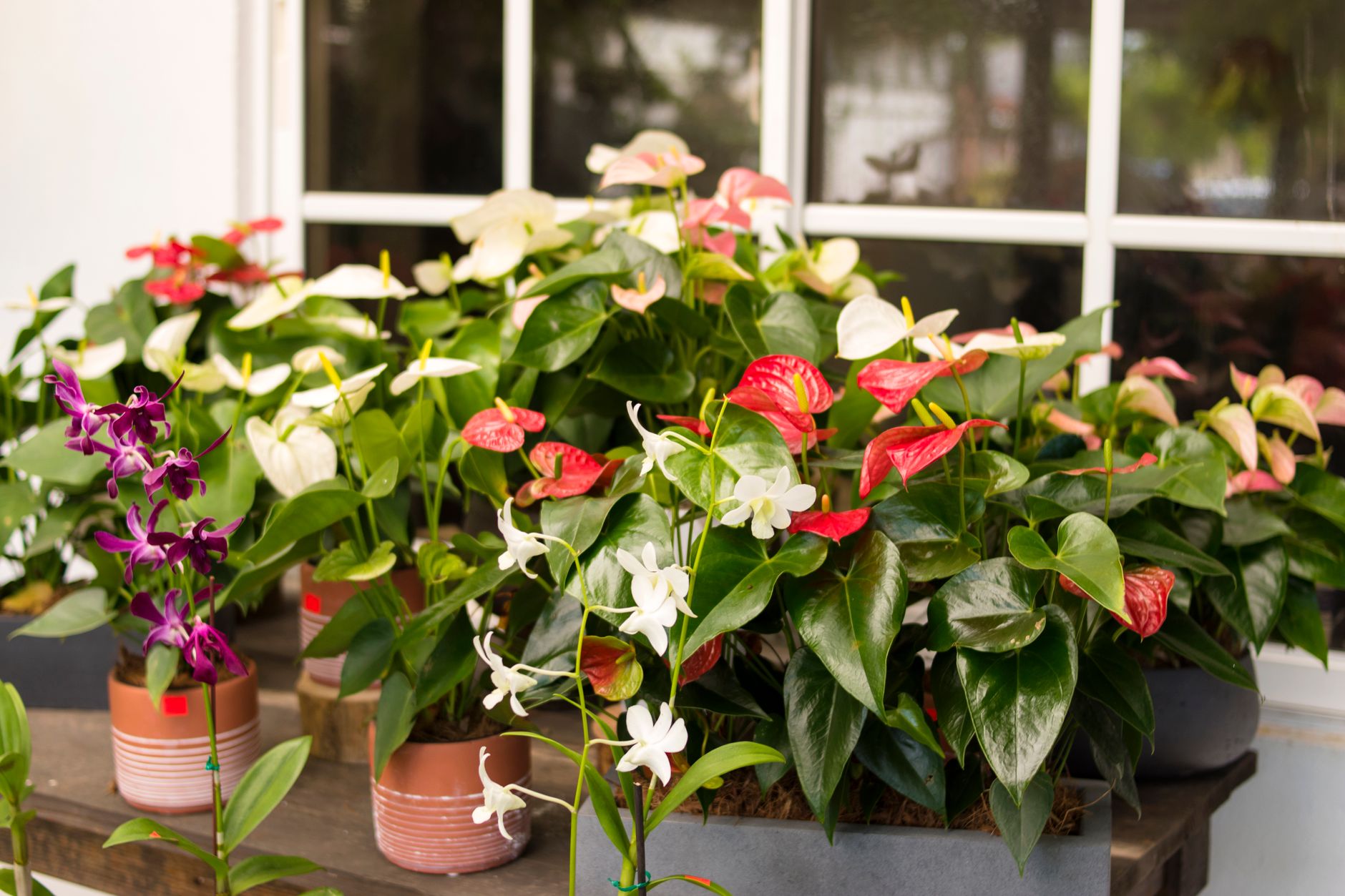 Anthurium vittariifolium v kvetináči s previsnutými listami