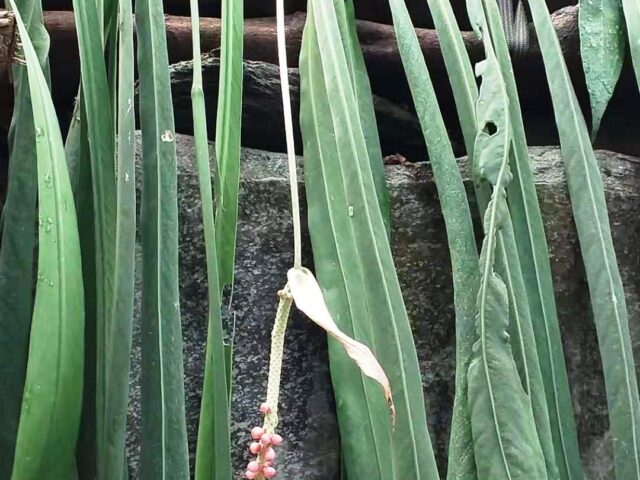 Starostlivosť o Anthurium vittariifolium v interiéri