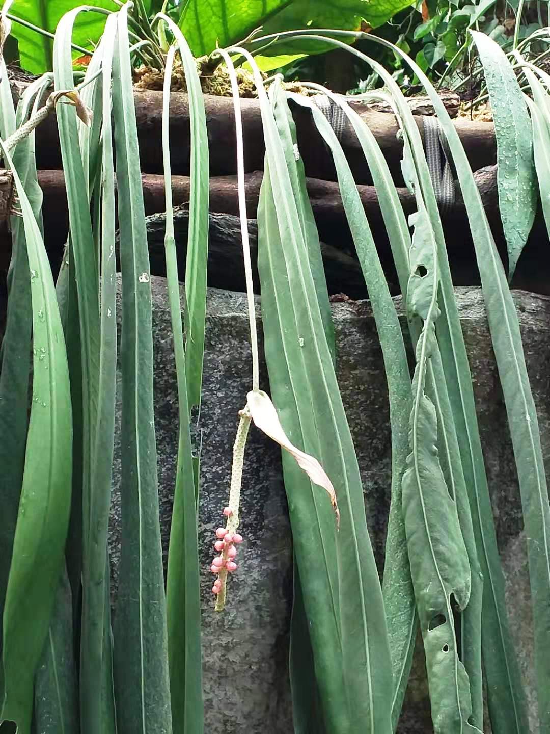 Starostlivosť o Anthurium vittariifolium v interiéri
