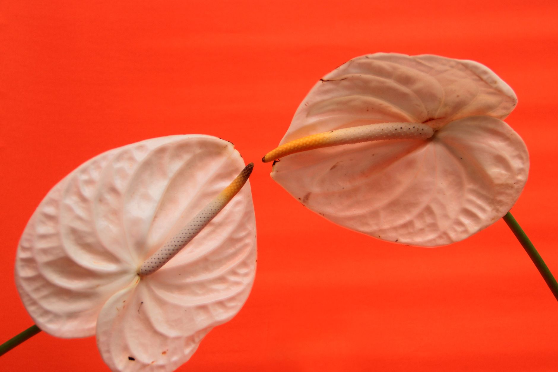 Dlhé úzke listy rastliny Anthurium vittariifolium