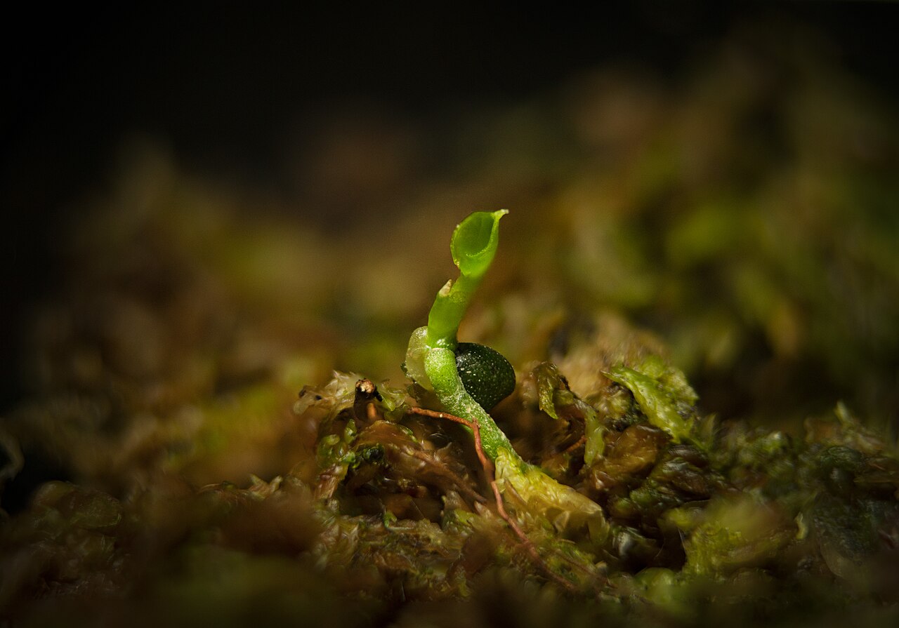 starostlivosť o Anthurium warocqueanum a jeho zamatové listy