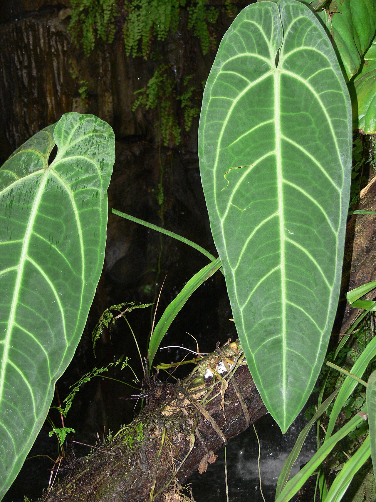 Anthurium warocqueanum pestované v interiéri