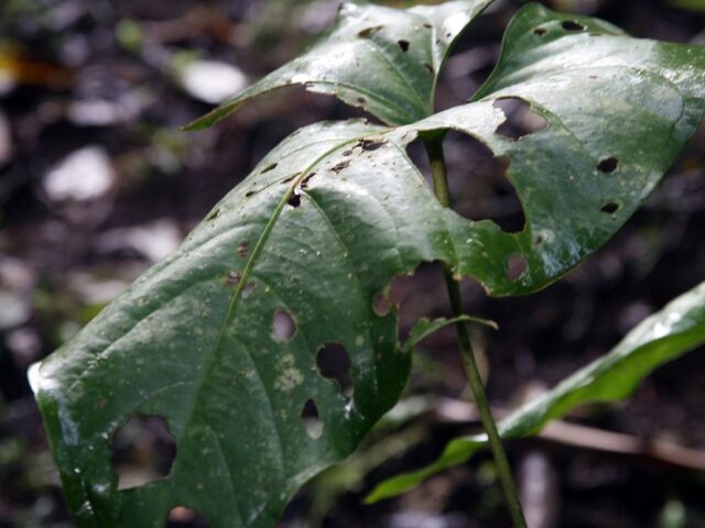 Starostlivosť o Anthurium watermaliense v interiéri