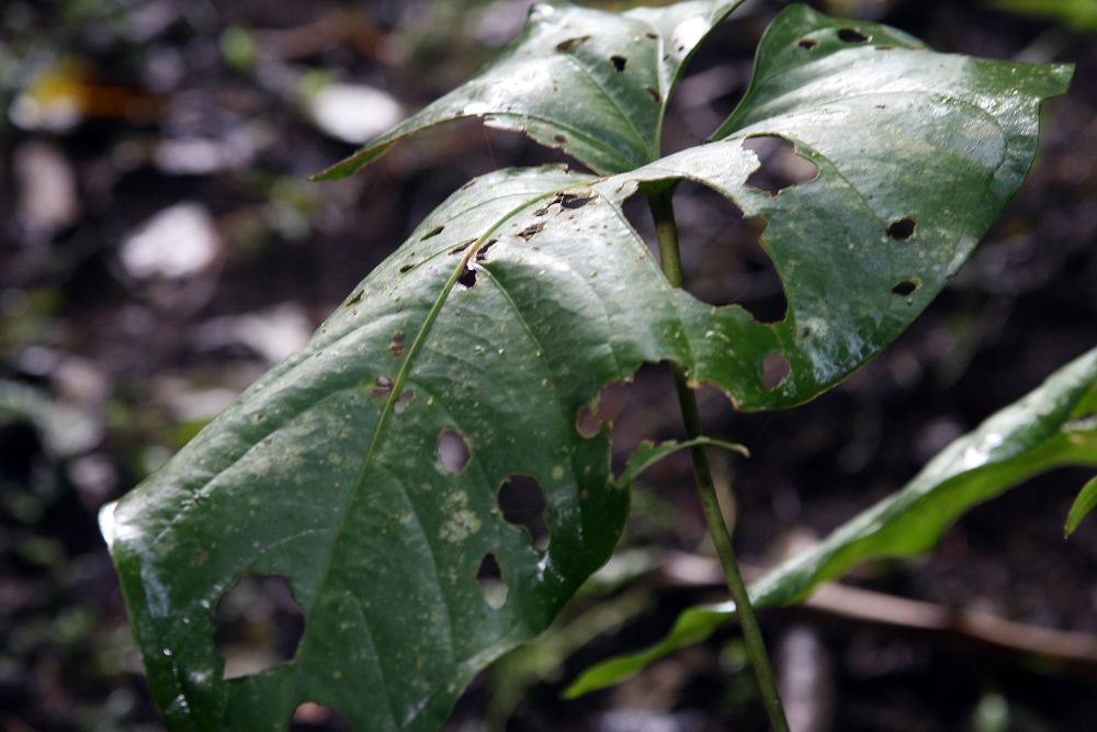 Starostlivosť o Anthurium watermaliense v interiéri