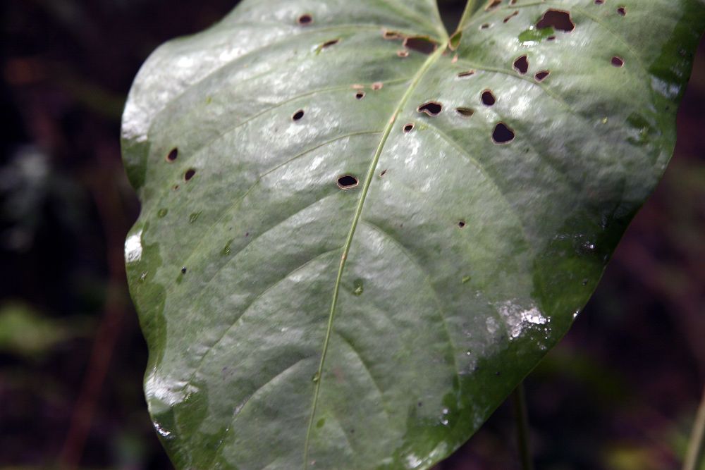 Detail lesklých listov Anthurium watermaliense