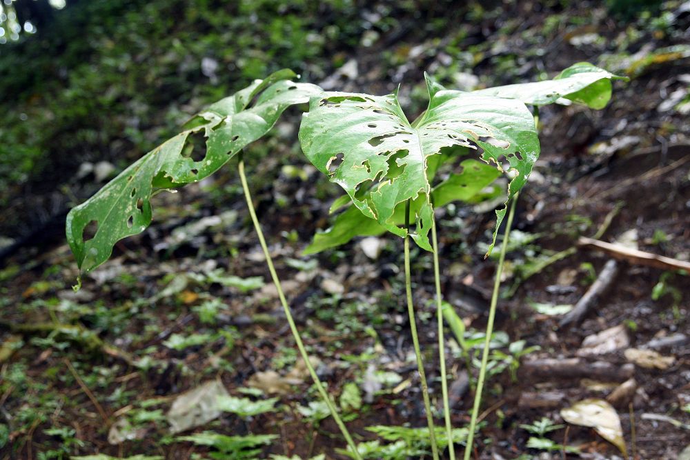 Anthurium watermaliense s typickým kvetenstvom