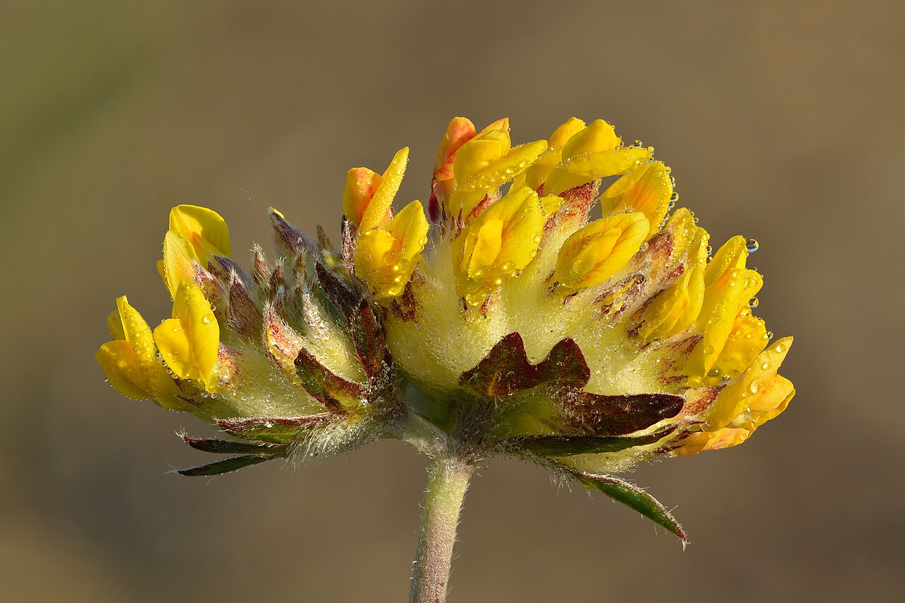 Anthyllis vulneraria pestovanie na slnečnom stanovišti