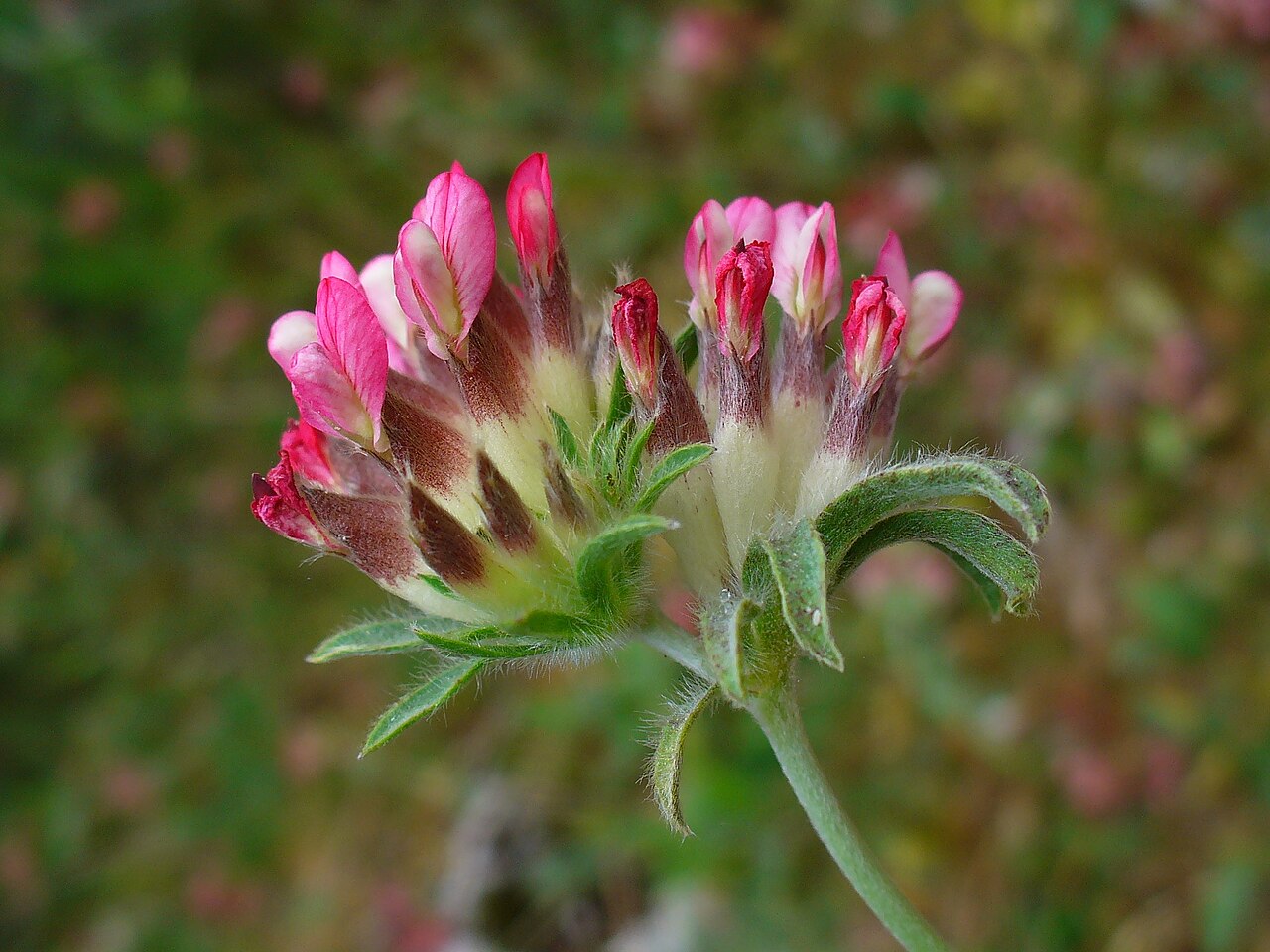 Kvitnúca Anthyllis vulneraria v detailnom zábere