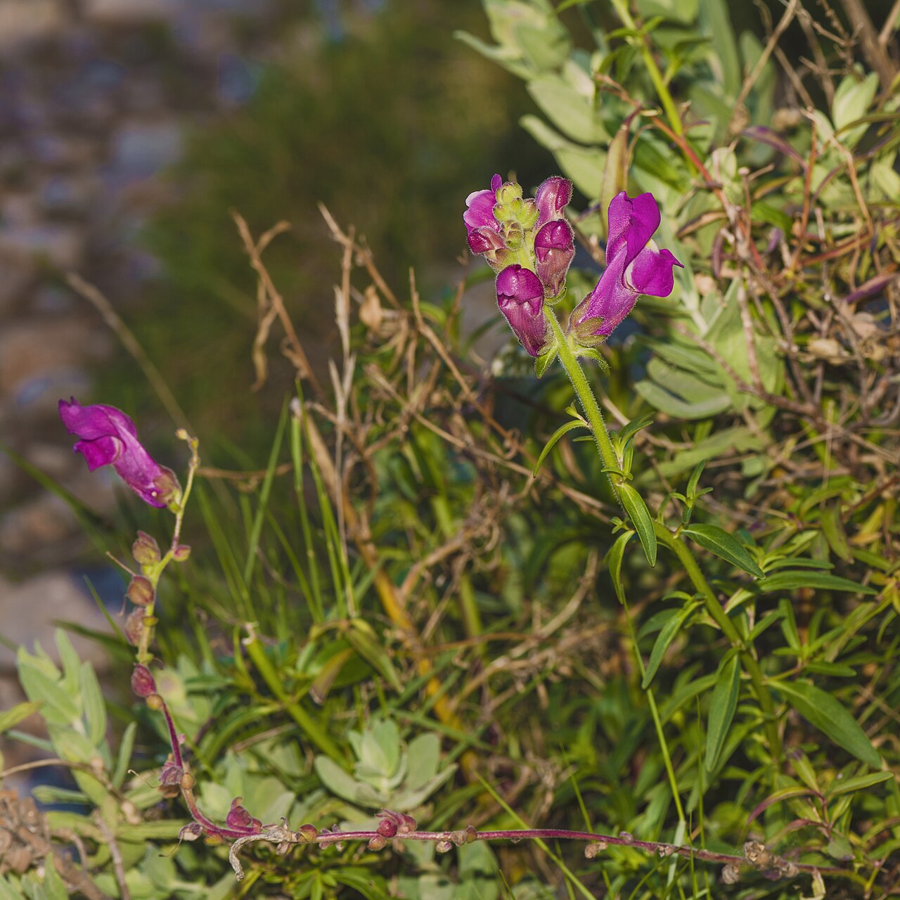 Starostlivosť o Antirrhinum majus v období kvitnutia