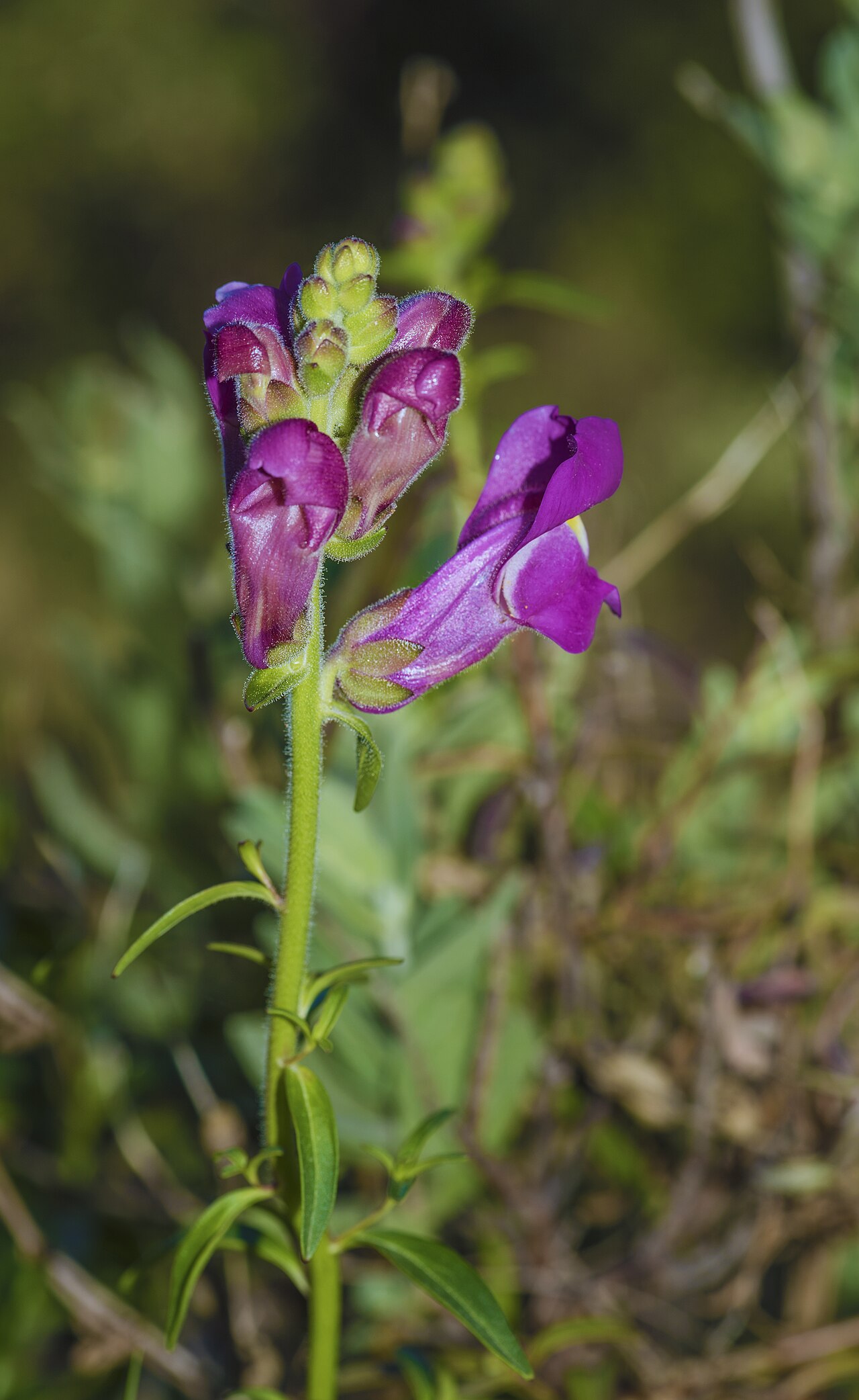 Antirrhinum majus s výraznými kvetmi v záhone