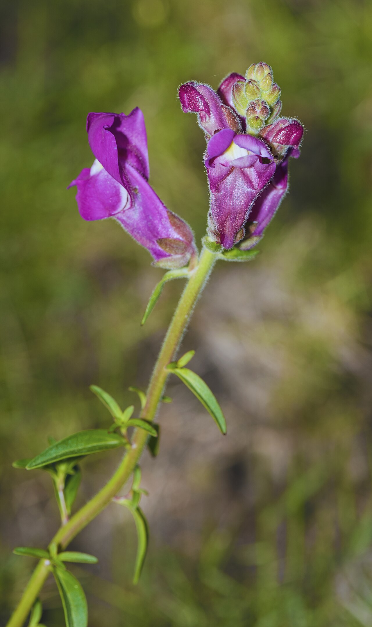 Detail listov a kvetov rastliny Antirrhinum majus