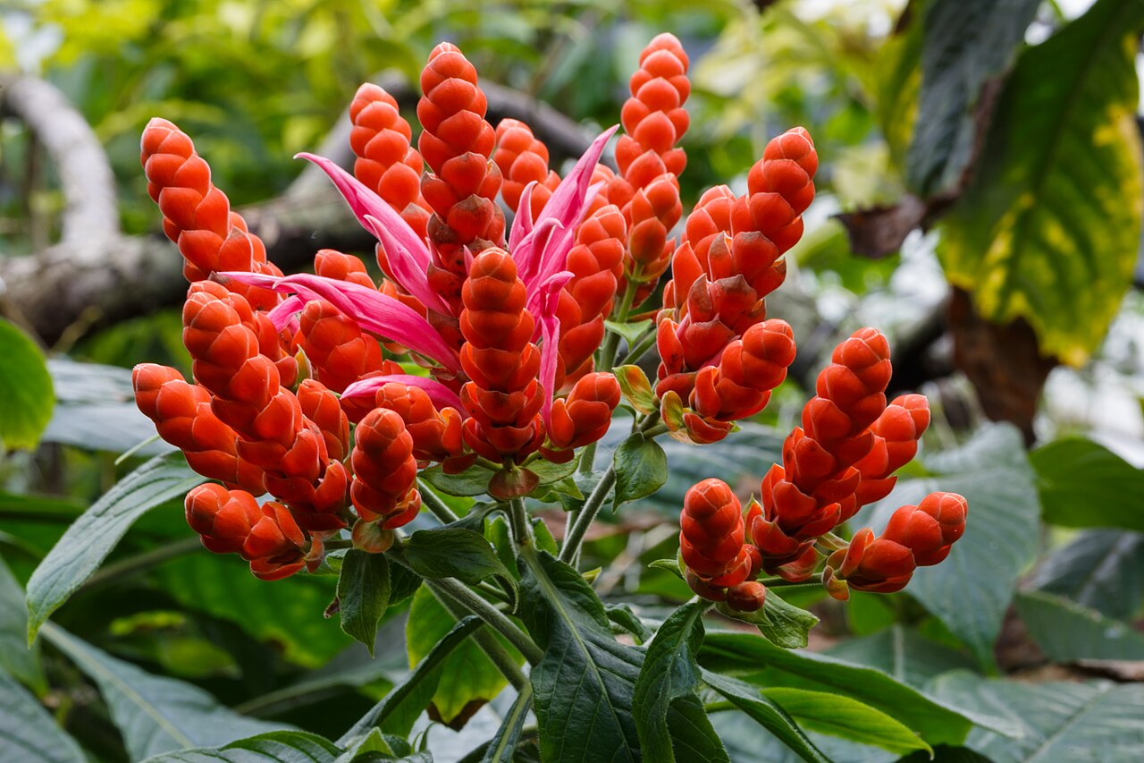 Detail listov rastliny Aphelandra sinclairiana s bielym žilkovaním