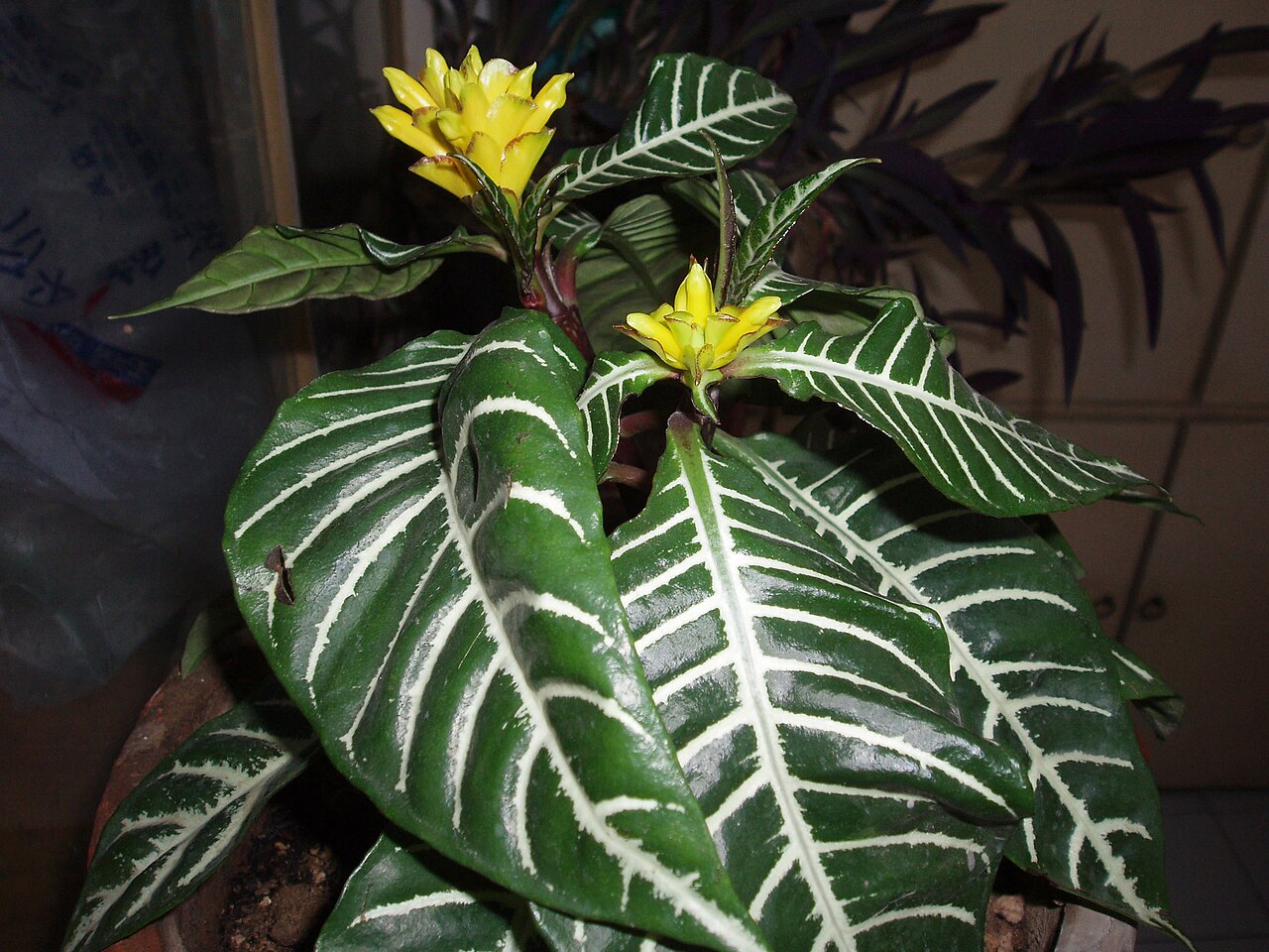 Detail listov Aphelandra squarrosa s výraznou kresbou