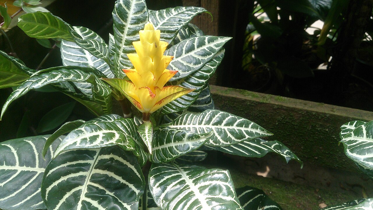 Aphelandra squarrosa ako tropická izbová rastlina