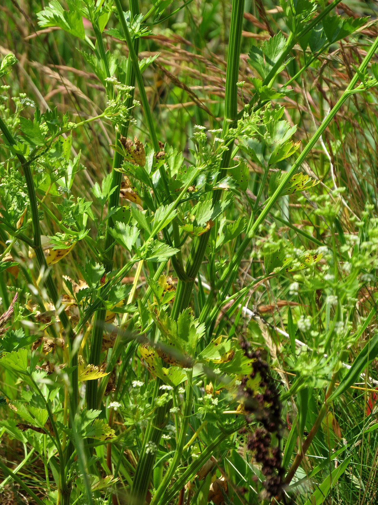 Detail listov rastliny Apium graveolens