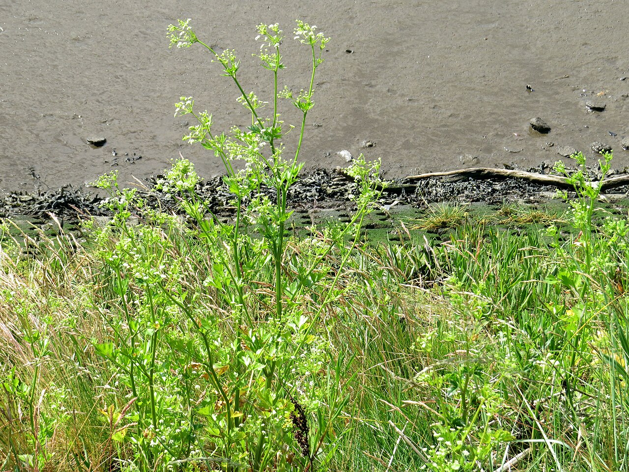 Apium graveolens pestovaný v záhrade