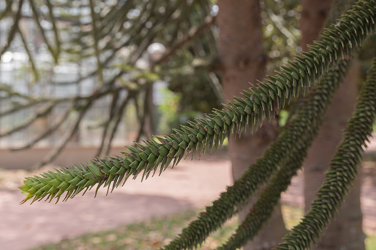 Starostlivosť o Araucaria araucana v domácom pestovaní