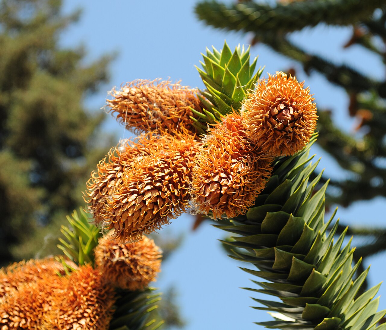 Detail vetiev rastliny Araucaria araucana
