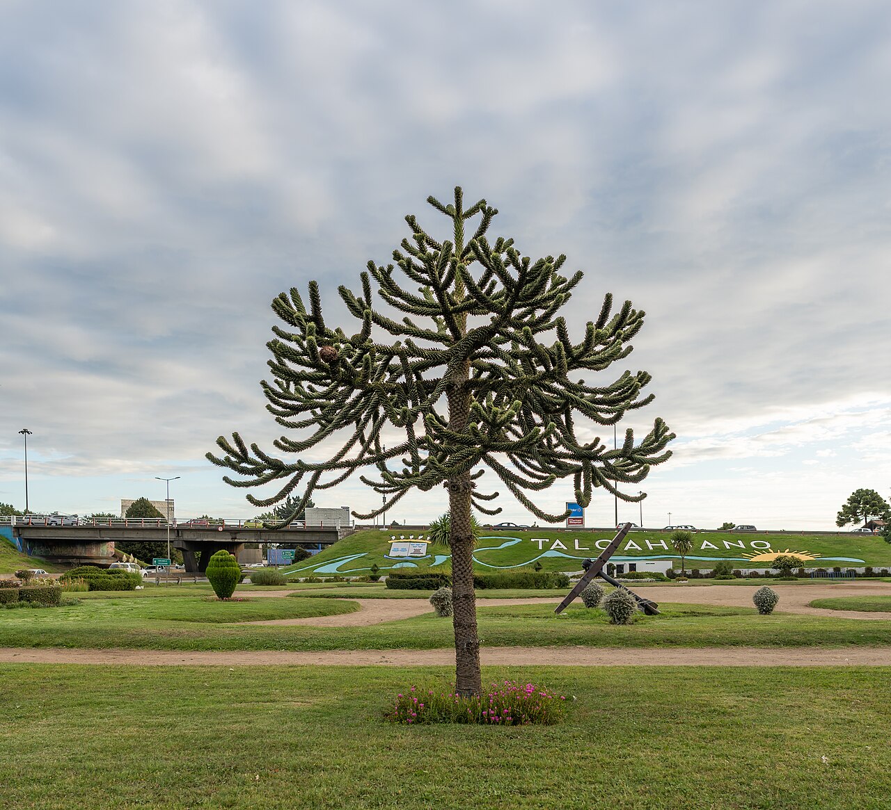 Araucaria araucana v kvetináči na svetlom mieste