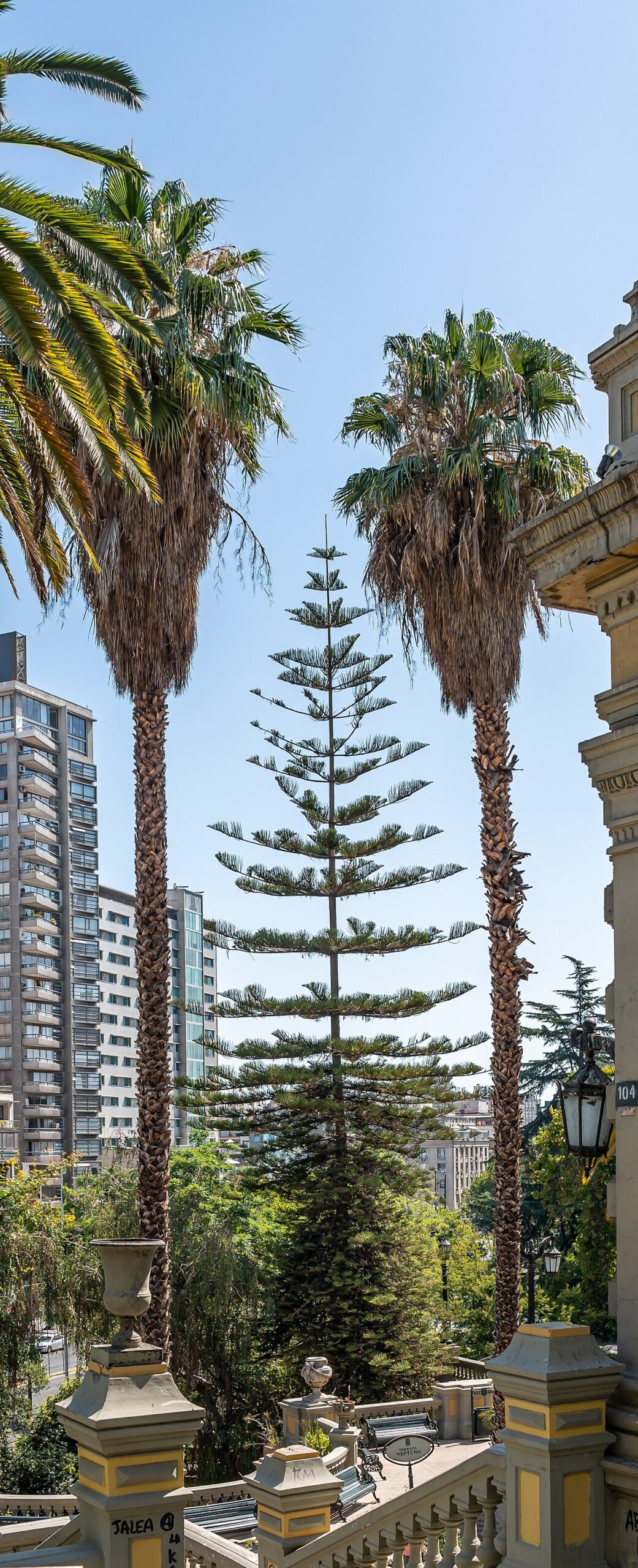 Starostlivosť o Araucaria heterophylla v interiéri