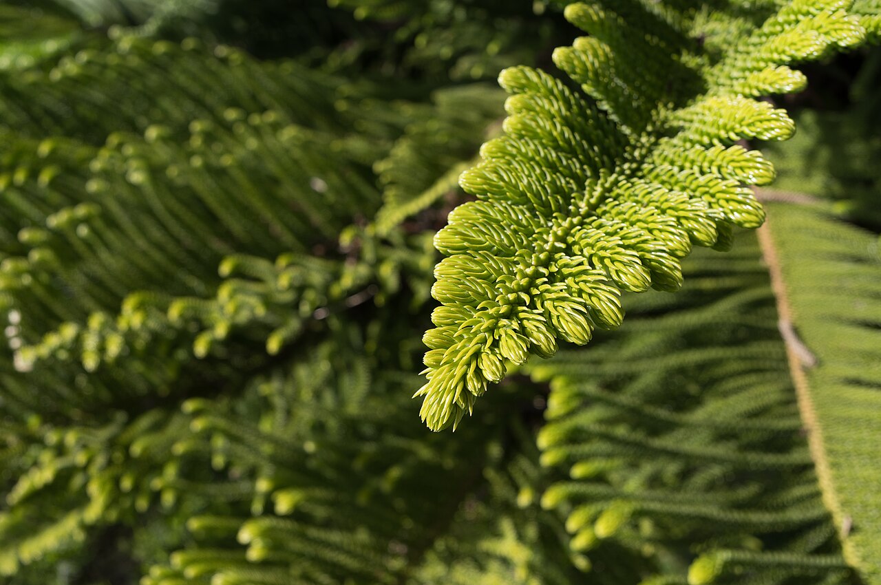 Araucaria heterophylla v kvetináči pri okne