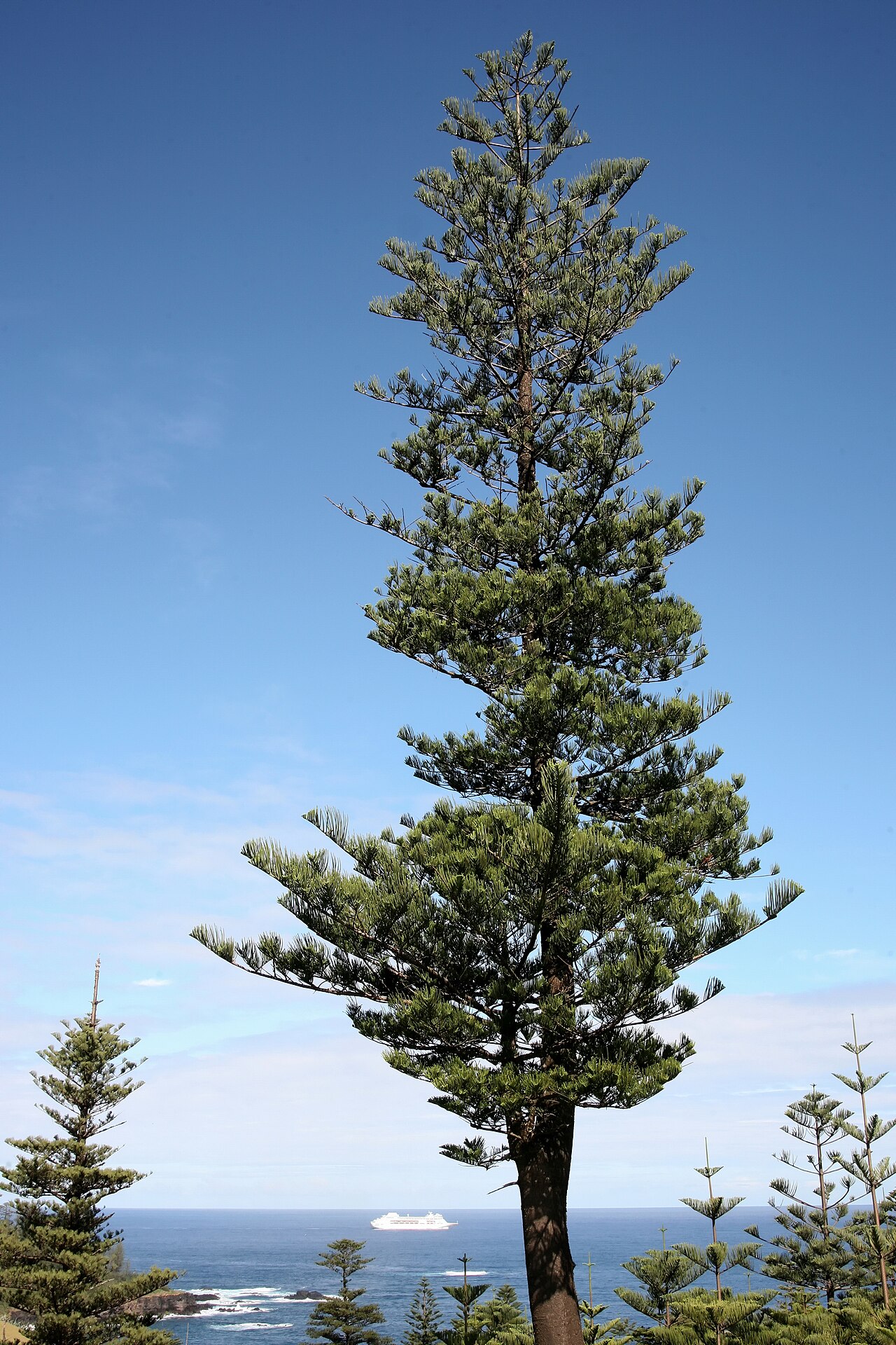 Detail jemných ihlicovitých listov Araucaria heterophylla