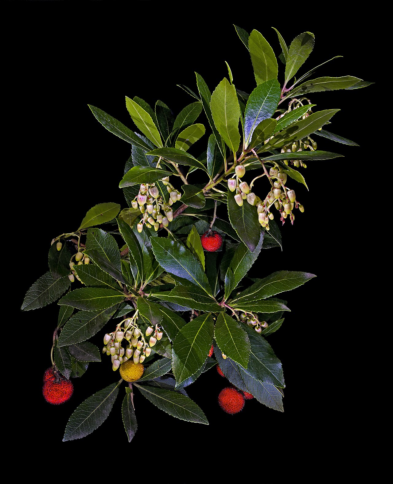Arbutus unedo pestovanie v nádobe na svetlom stanovišti