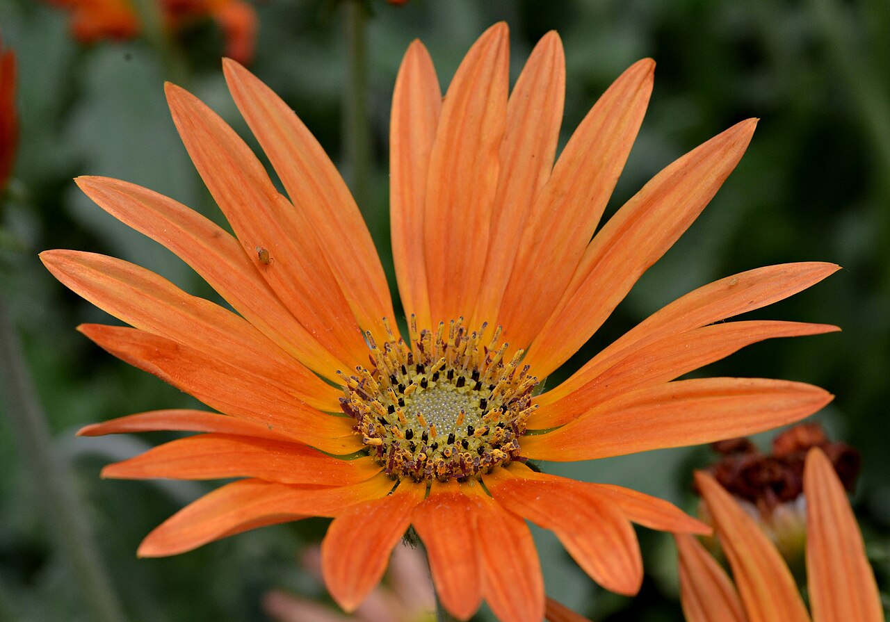 Arctotis × hybrida pestovanie v kvetináči na slnečnom mieste