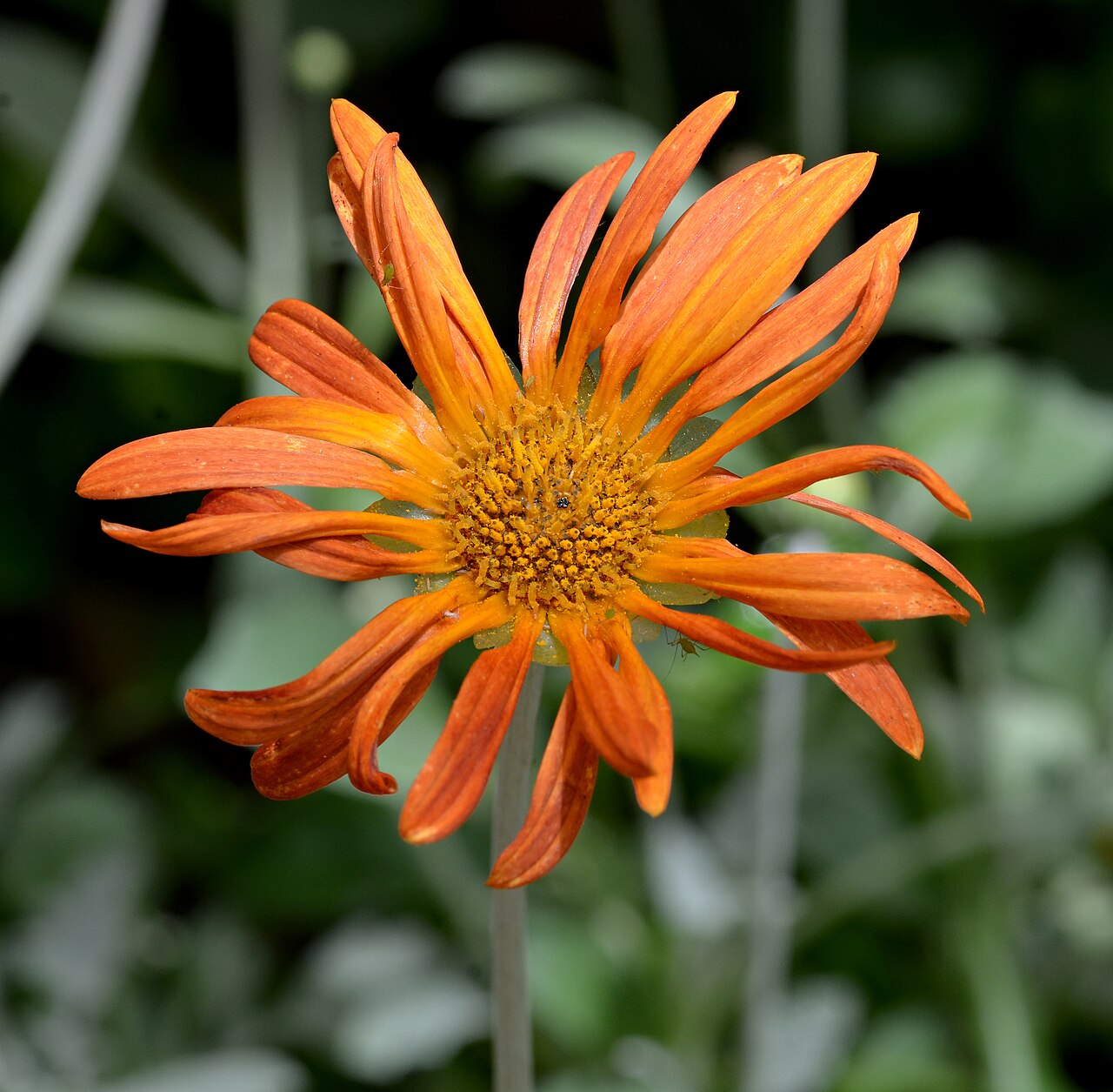 Detail listov a kvetov rastliny Arctotis × hybrida