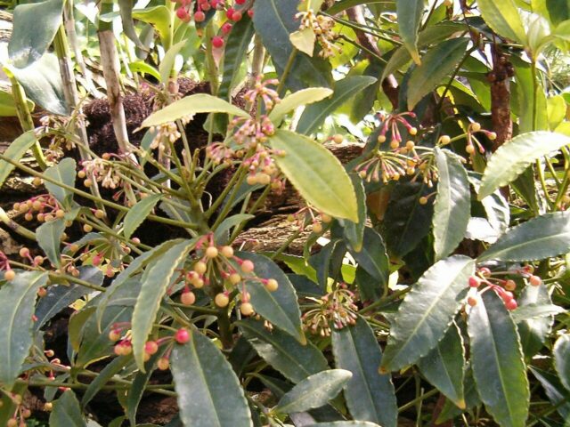 Starostlivosť o Ardisia crenata v interiéri