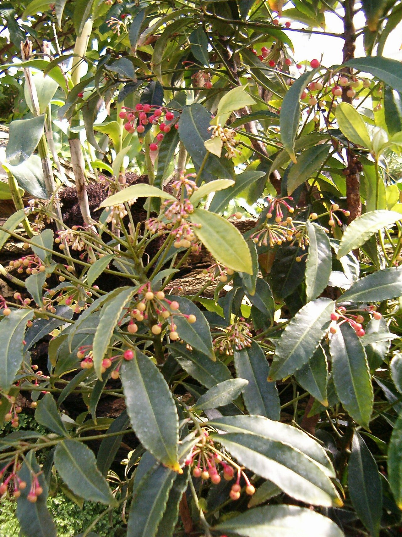 Starostlivosť o Ardisia crenata v interiéri