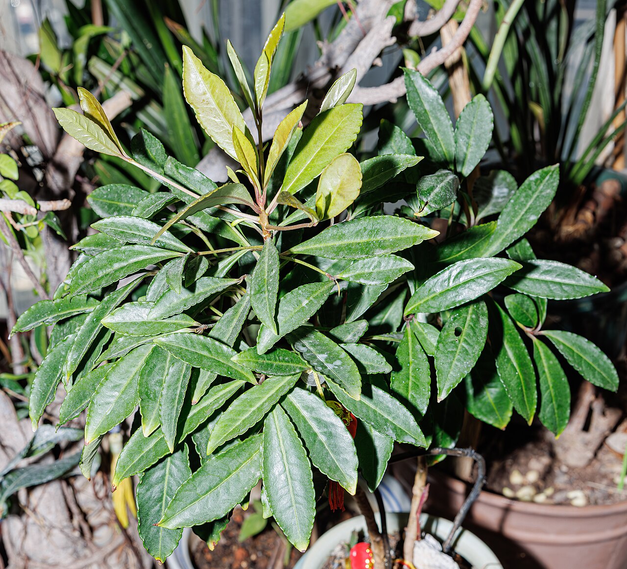 Ardisia crenata s lesklými listami v kvetináči