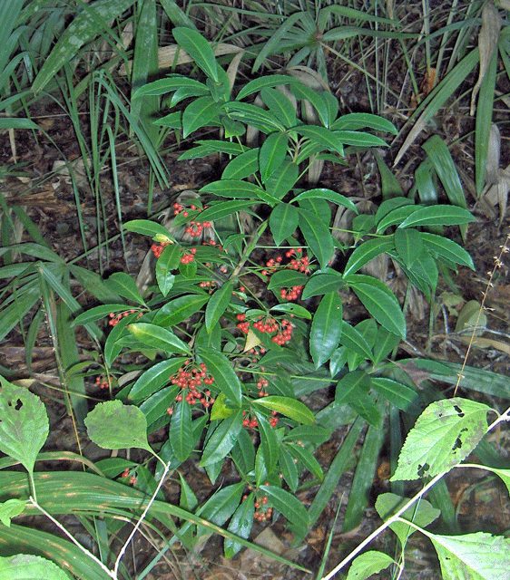 Detail listov rastliny Ardisia crenata