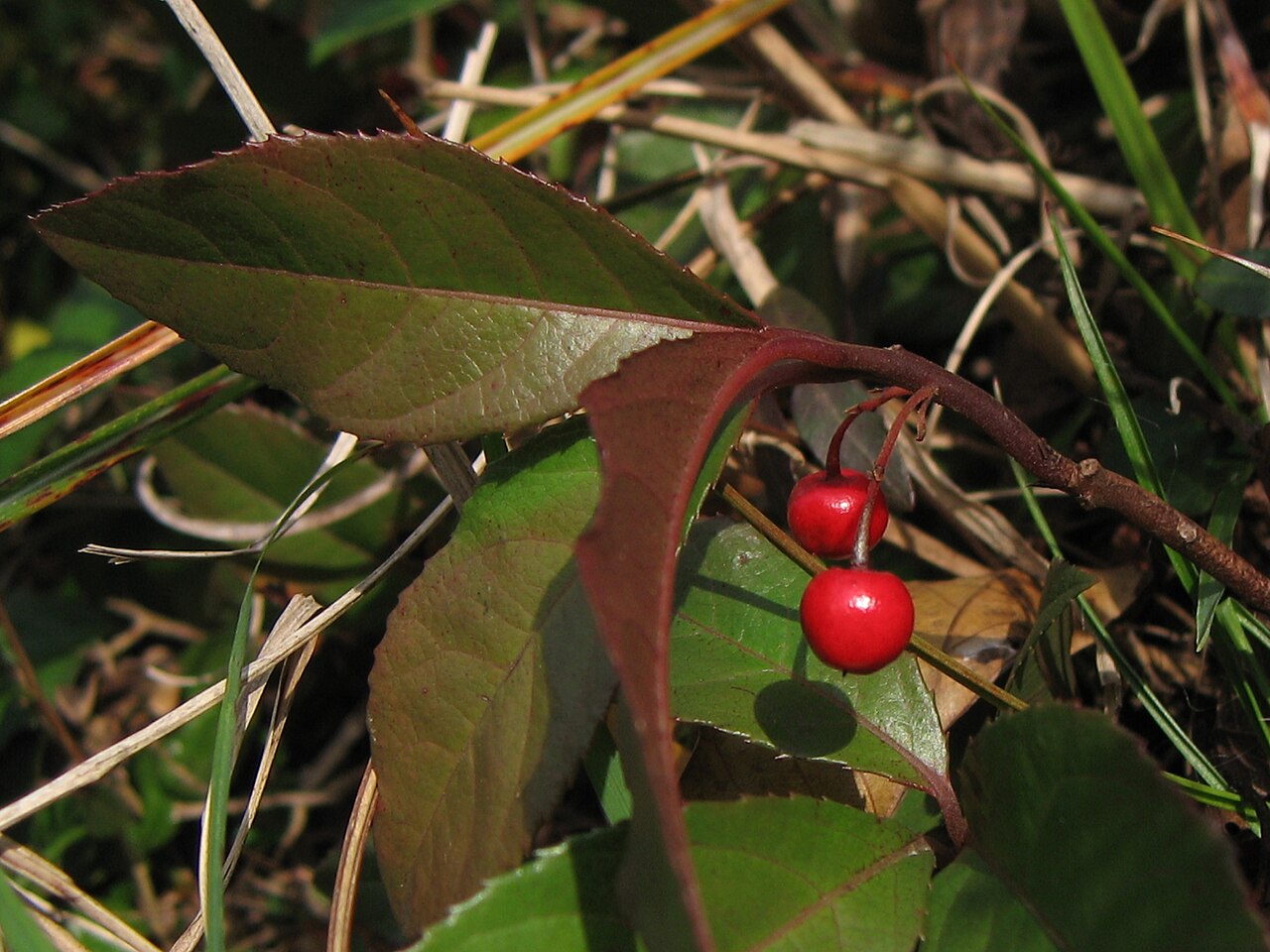 Starostlivosť o Ardisia japonica v interiéri
