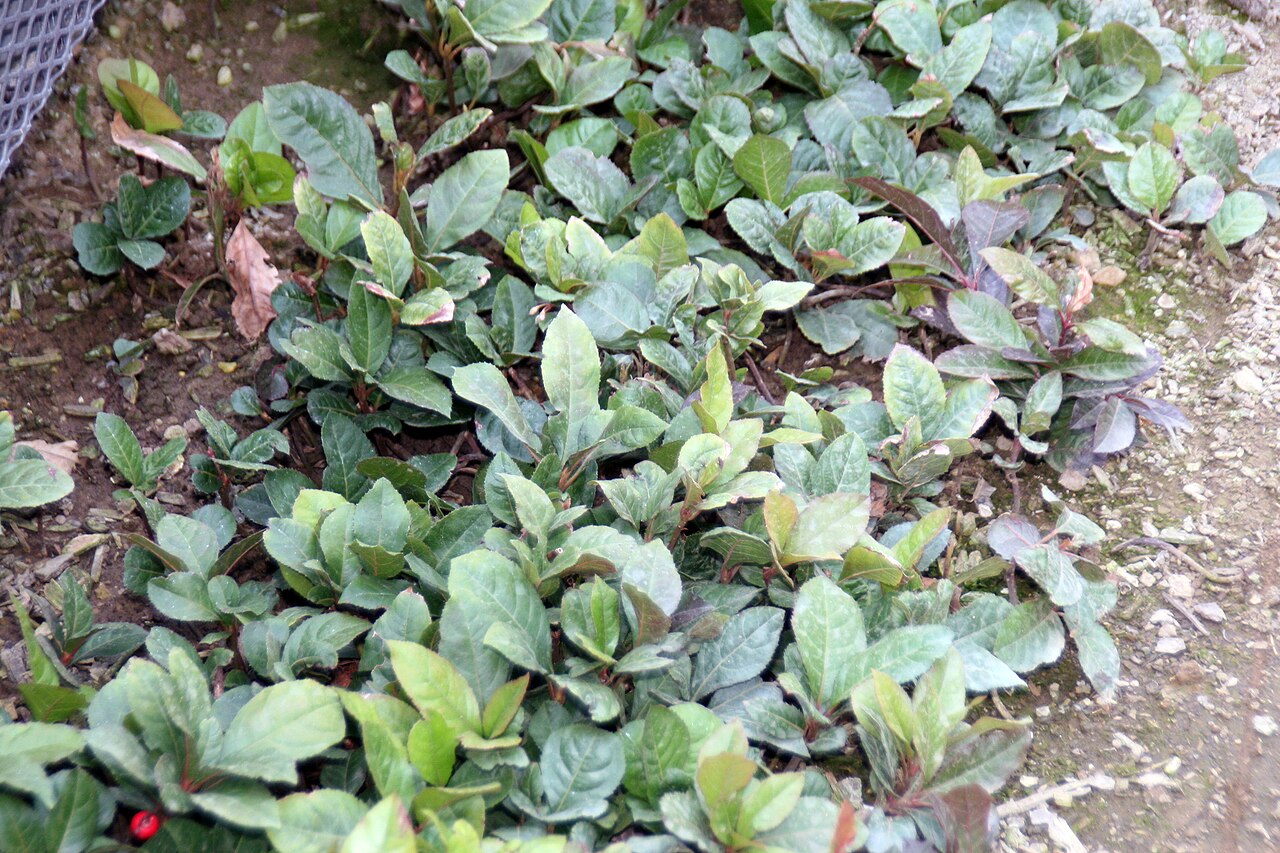 Lesklé tmavozelené listy rastliny Ardisia japonica