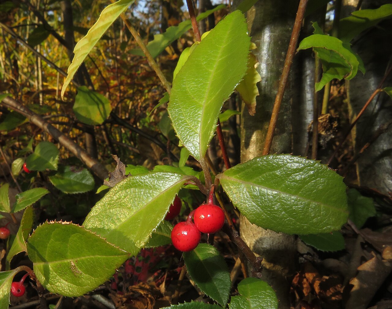 Ardisia japonica pestovaná v črepníku