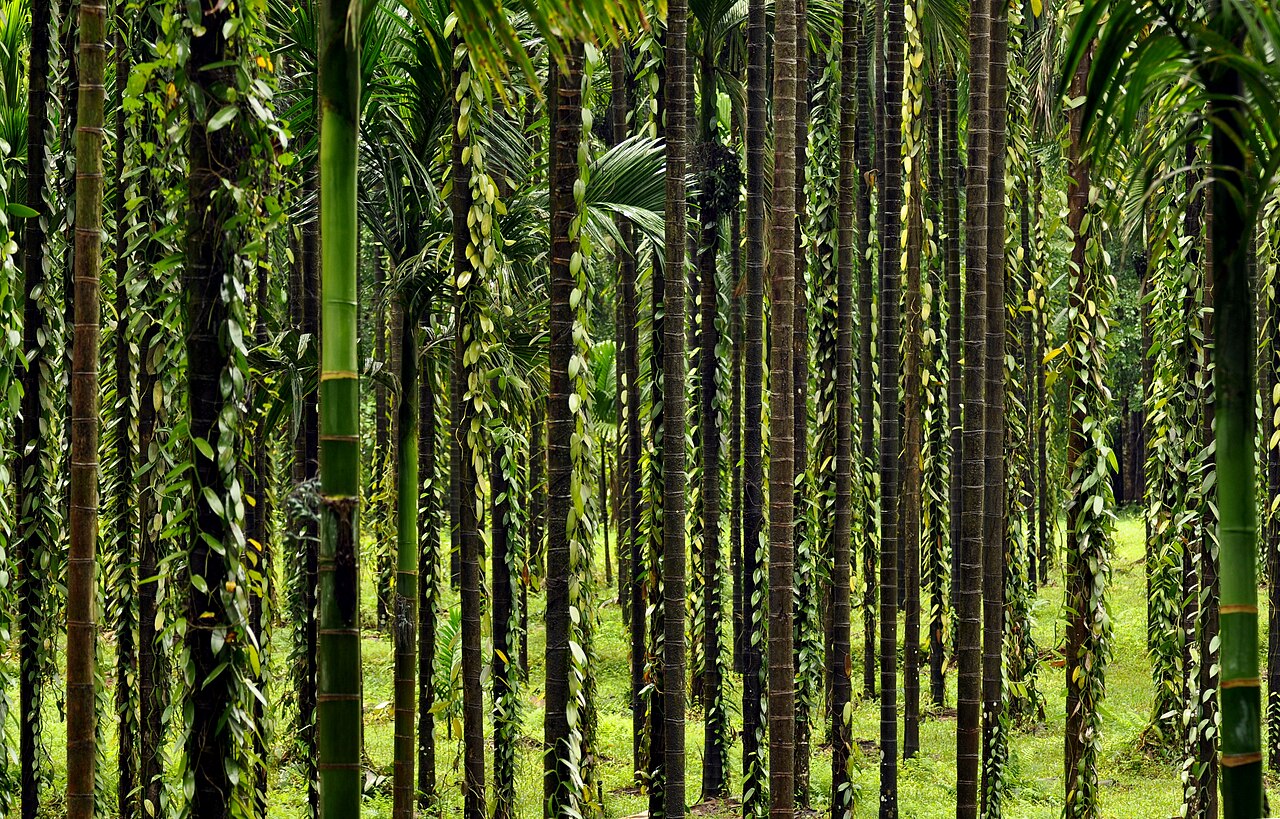 Detail listov palmy Areca catechu