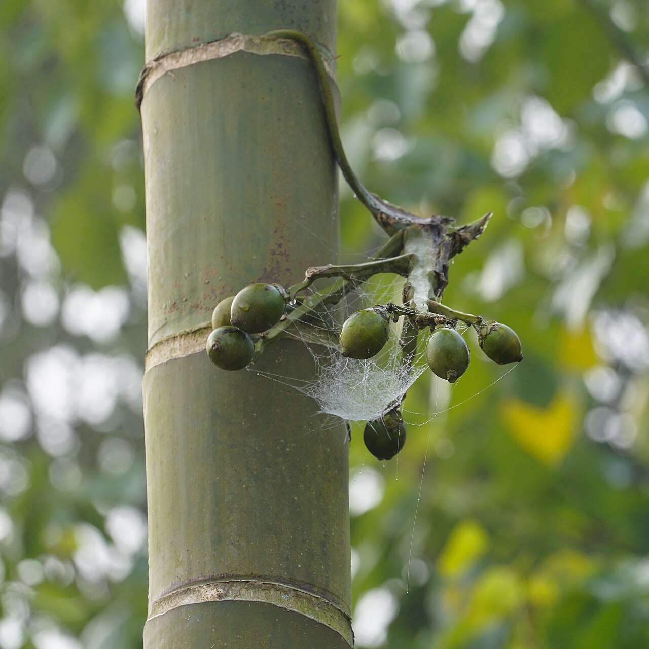 Areca catechu ako tropická palma v kvetináči