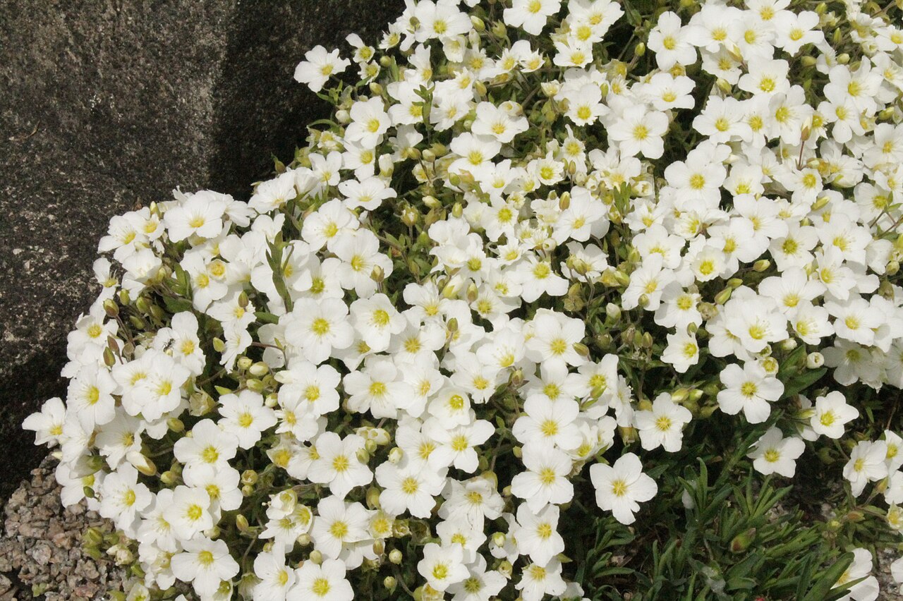 Arenaria montana s bielymi kvetmi medzi kameňmi