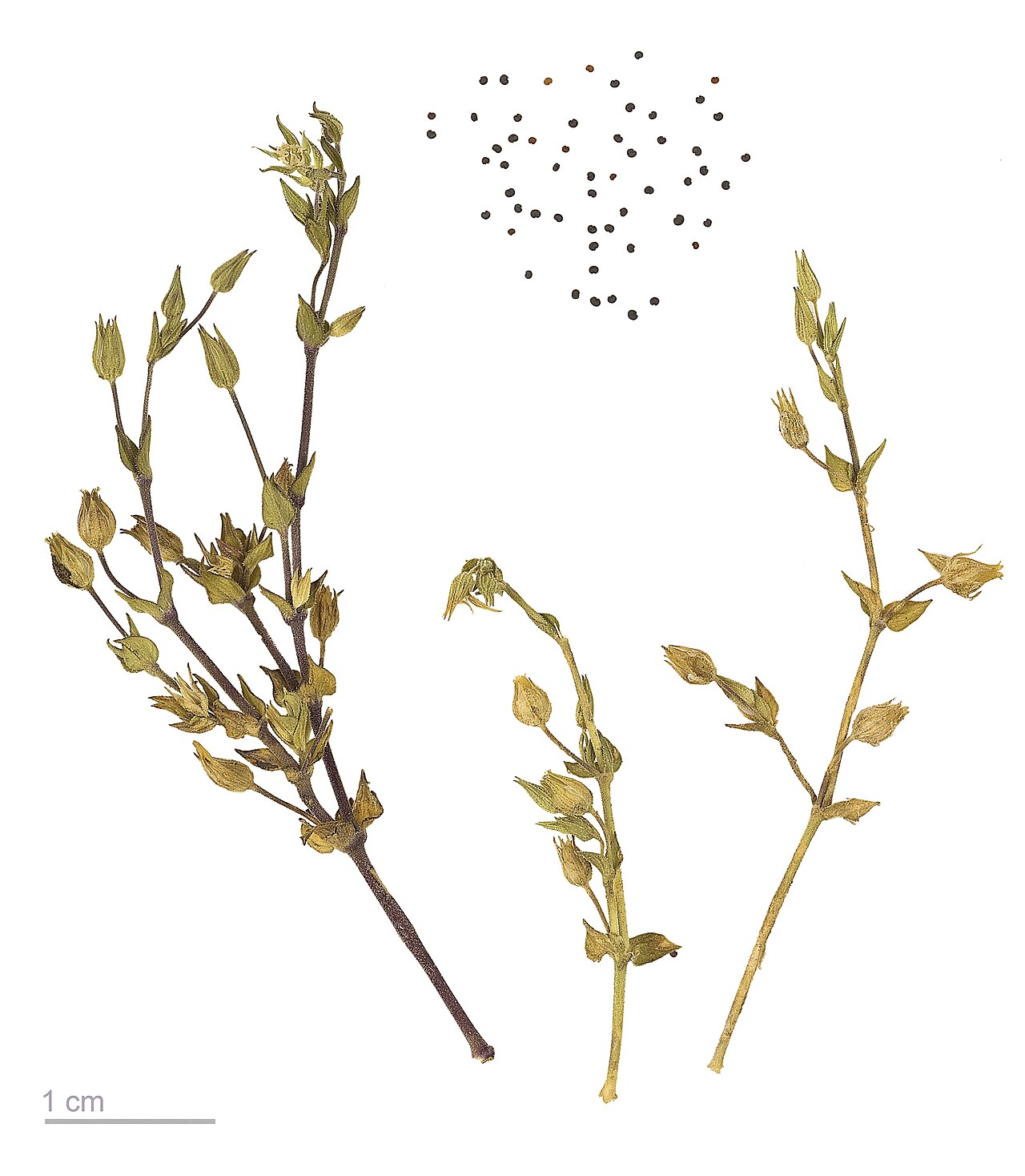 Starostlivosť o Arenaria serpyllifolia v detailnom pohľade na rastlinu