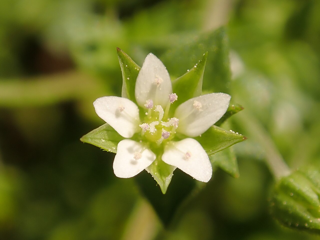 Arenaria serpyllifolia s drobnými bielymi kvetmi